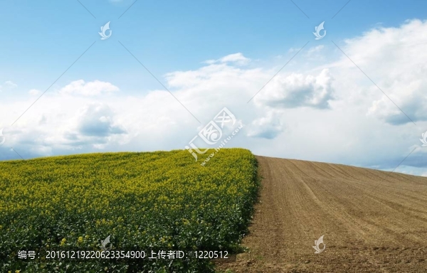 雙色場