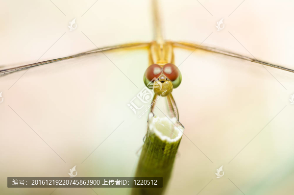 蜻蜓宏園