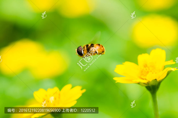 水果文件或花卉文件在綠色的宏觀性質(zhì)