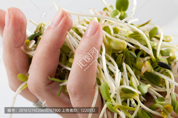 白色背景新鮮苜蓿芽
