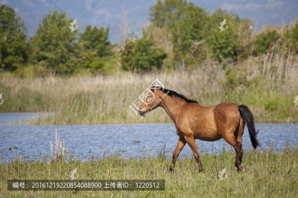 拉車的馬