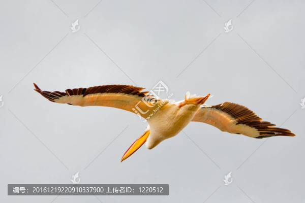鵜鶘飛