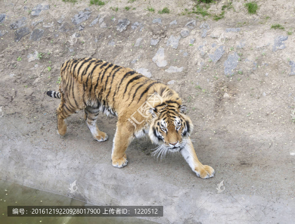 非洲虎