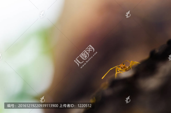 紅色螞蟻在綠色大自然中