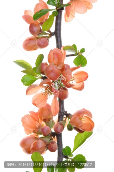粉紅色的花