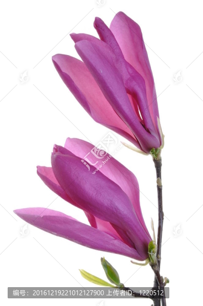紫丁香花