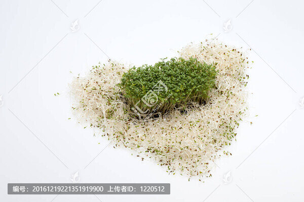 新鮮的苜蓿芽，在白色背景的水芹