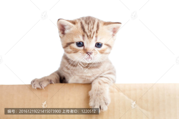 英國嬰兒貓紙箱