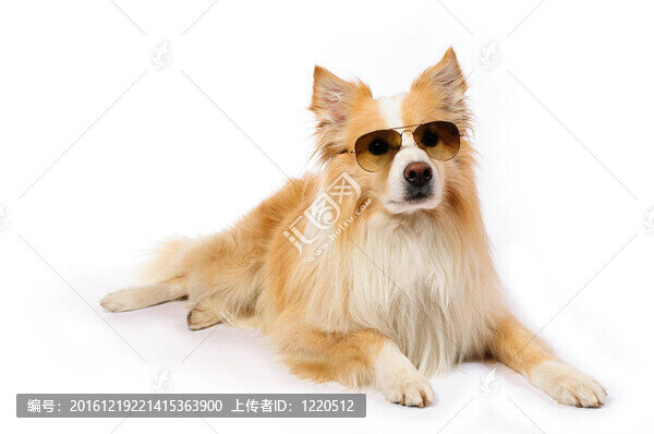 狗用墨鏡