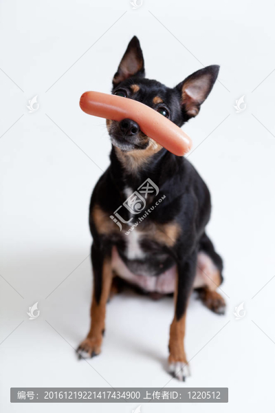 香腸在鼻子上的小玩具梗犬