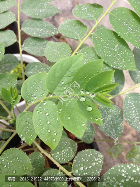 水滴綠葉