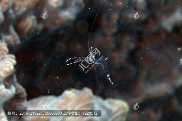 長臂清潔蝦（periclemenes,longicarpus）在紅海。
