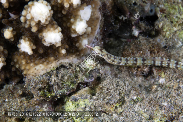 引導(dǎo)海龍（corythoichthys,cf.schultzi）在紅海。
