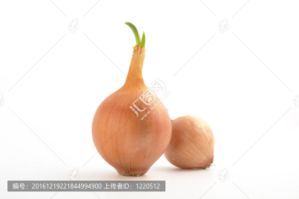 白色背景的成熟洋蔥