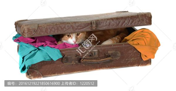 衣服和可愛(ài)的Tomcat關(guān)閉行李箱