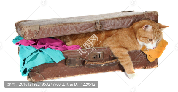 衣服在舊手提箱史努比Tomcat