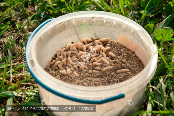 好魚咬在盒子里