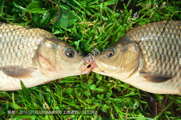 青塘釣淡水魚