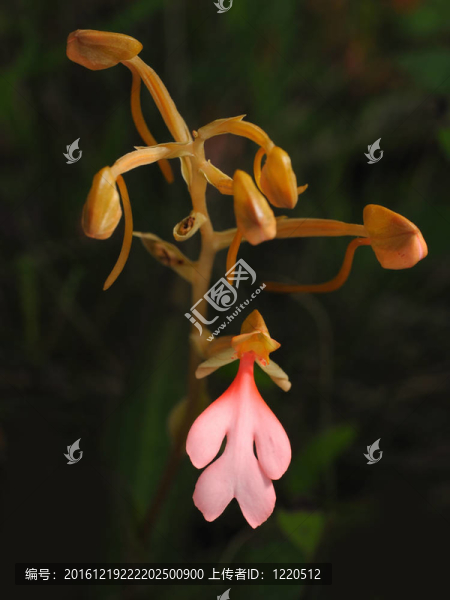 Pink,Lipper,Habenaria（粉色卡龍花）