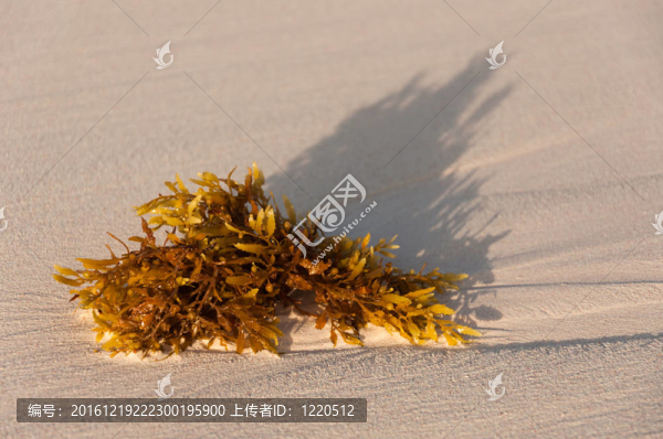 沙灘上的藻類