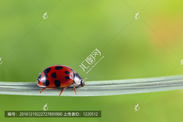 瓢蟲(chóng)