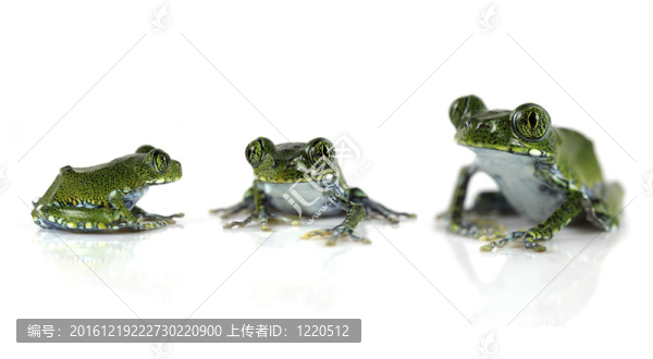 孔雀樹蛙