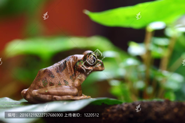 孔雀樹蛙