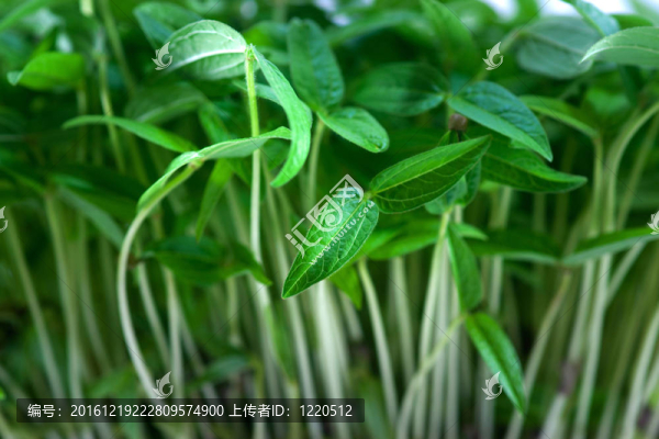 年輕的植物