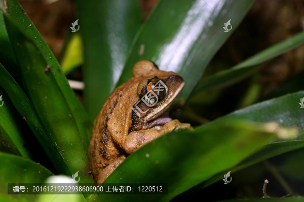 孔雀樹蛙