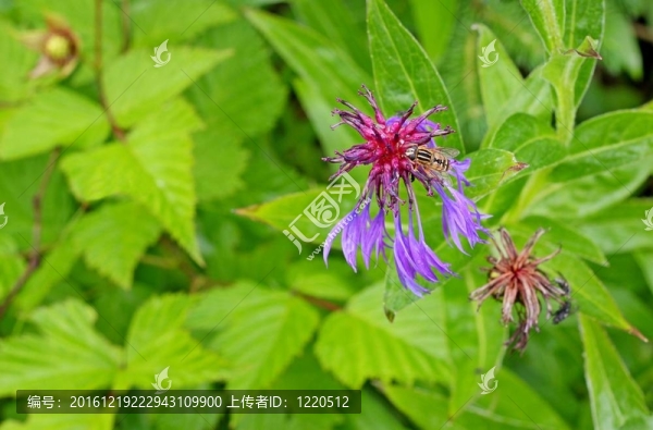 粉紅色的花上盤旋飛翔