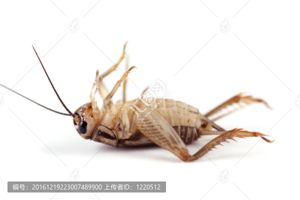 死了的蟋蟀