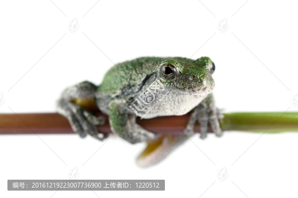 灰樹蛙