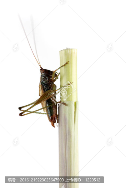 蚱蜢