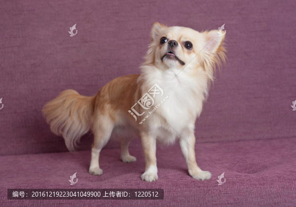 奇瓦瓦肖像