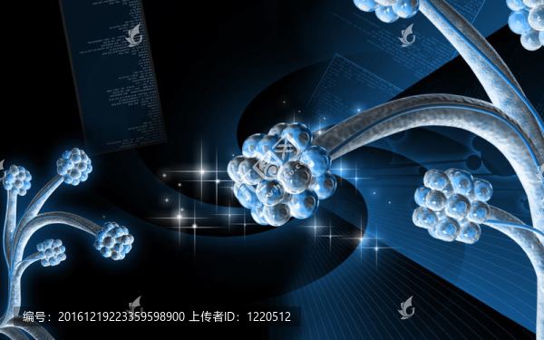 肺泡