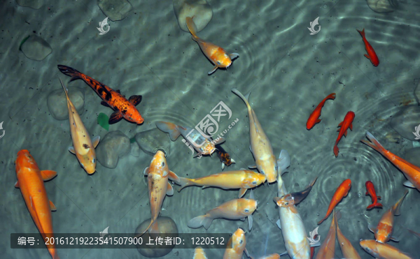 金色的魚