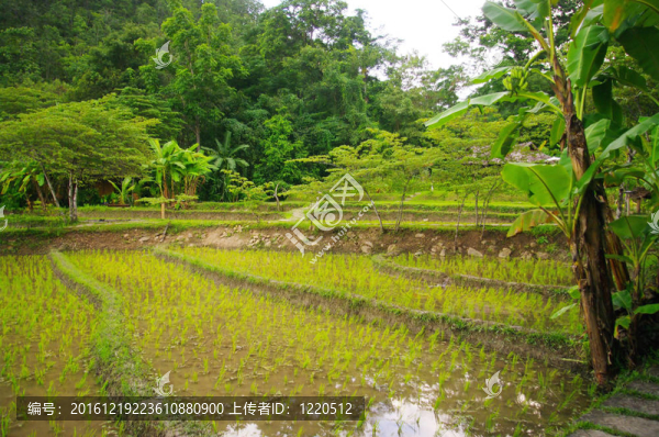 Rice的樓梯