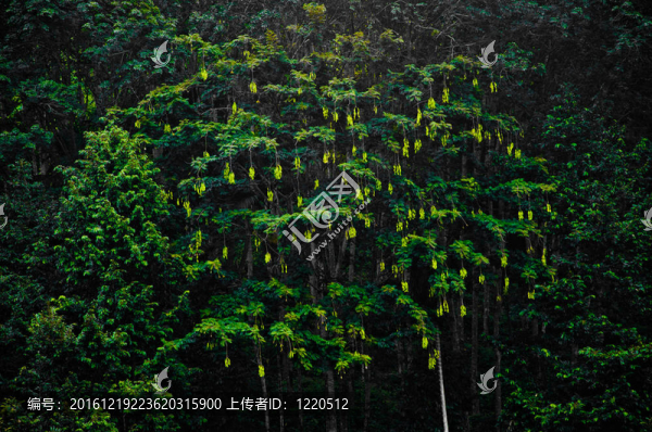 森林水果
