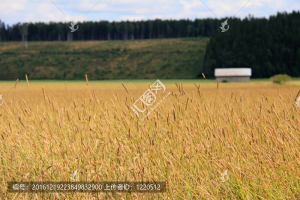 蒂莫西田園田園景觀