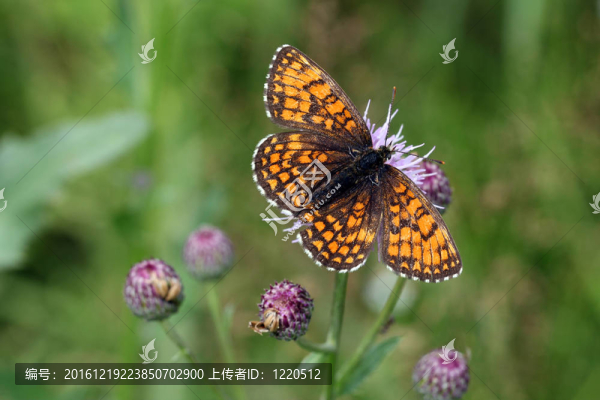 mellicta阿塔里雅喂養(yǎng)（加拿大薊Cirsium,arvense）
