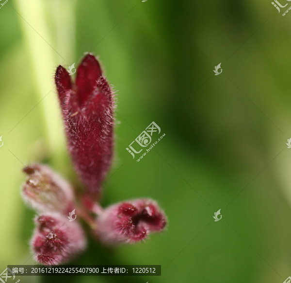 春天的自然背景