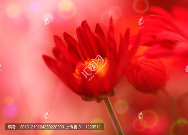 花田