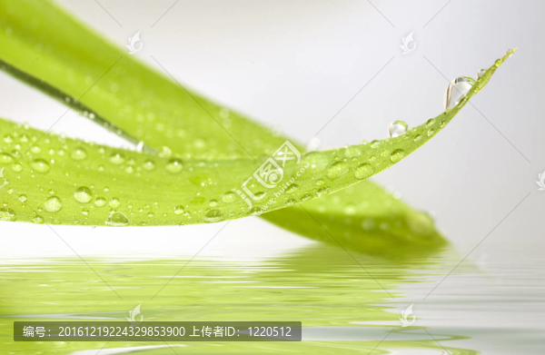 春天的自然背景
