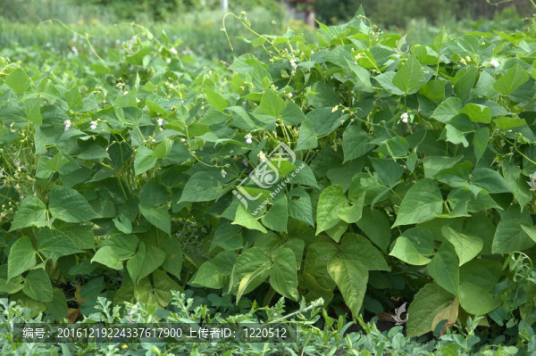 花園里盛開的豆子