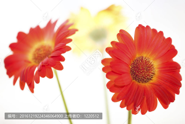 Gerbera。三花。