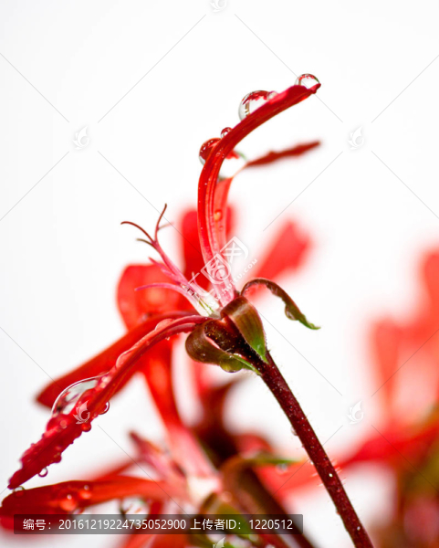 紅色的天竺葵