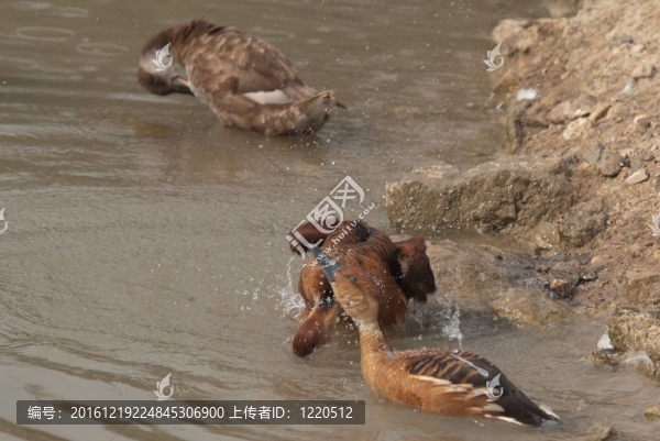綠頭鴨