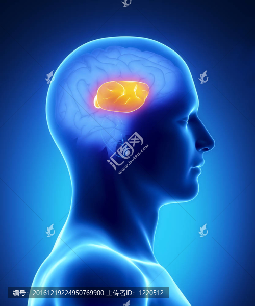 科爾普斯胼胝體-人腦部分