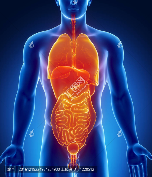 男性腹部器官