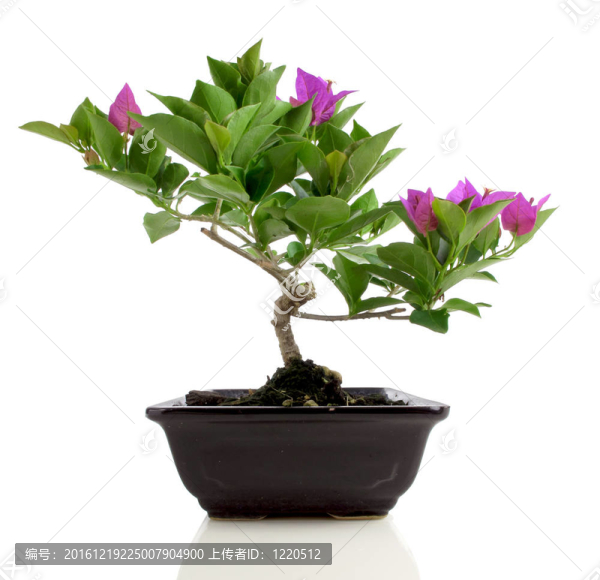 Bougainvillea盆景